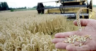 الجزائر تستورد 60 ألف طن من القمح الروسي