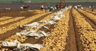وزارة الفلاحة والتنمية الريفية كميات ضخمة من البطاطا جاهزة