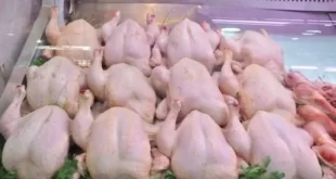 وزير الفلاحة هذا النوع من الدجاج بـ 240 دينار وضخ 430 مليون حبة بيض في رمضان