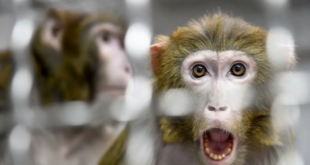 حقيقة إعلان منظمة الصحة العالمية حالة الطوارئ بشأن فيروس جدري القرود
