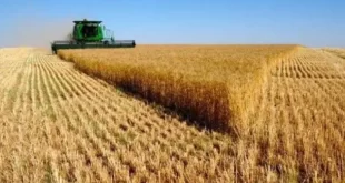 الجزائر بصدد اقتناء كمية ضخمة من القمح اللين