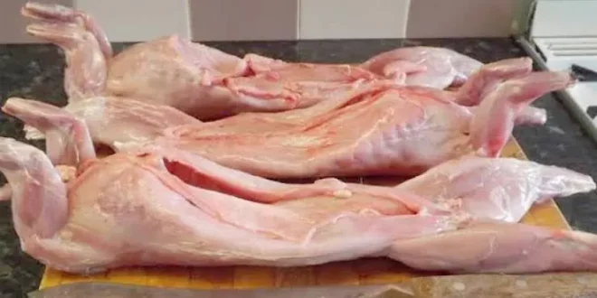 بيع لحم القطط في بالجزائر العاصمة والبلدية تحذر