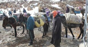 المغرب الرابعة عالميا من حيث عدد رؤوس الحمير وهذا ترتيب الجزائر