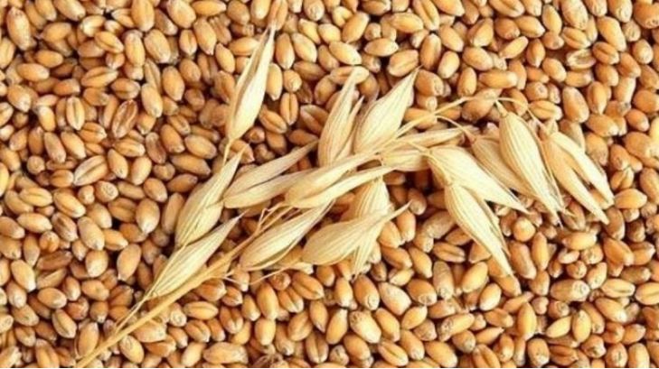 وزارة الفلاحة تحذر من استخدام الحبوب القمح لتغذية الحيوانات