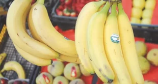 انطلاق موجة انخفاض أسعار الموز في الأسواق