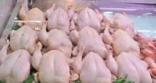 فتح استيراد اللحوم البيضاء المجمدة في الجزائر تفاصيل وإجراءات التراخيص الصحية