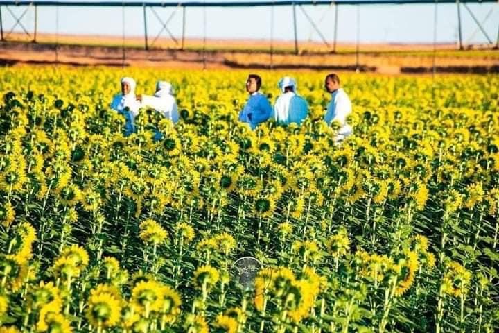 نجاح مستشر جزائري في إنتاج زيت عباد الشمس يهدد هيمنة الاستيراد