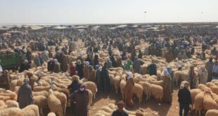 إعادة فتح أسواق الماشية في الجزائر مع تجاوز نسبة التلقيح 29%