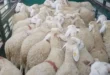 توضيح شركة ألفيار حول استيراد الأغنام لعيد الأضحى ما هي الحقيقة؟