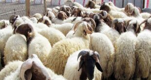 نفت الشركة الجزائرية للحوم الحمراء شائعات بيع الخراف الحية خلال رمضان - بيان رسمي
