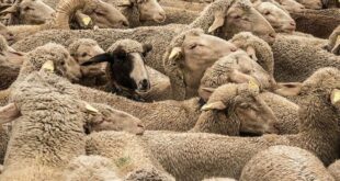 نفي شركة جزائرية للحوم الحمراء لم نستورد الأغنام من رومانيا لعيد الأضحى