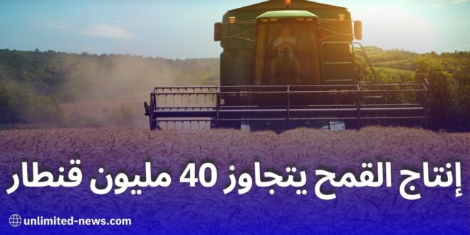 إنتاج القمح في الجزائر لعام 2024: توقعات تجاوز الـ 40 مليون قنطار وأبرز المناطق المنتجة