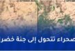 أمطار إعصار مداري تحوّل الصحراء الكبرى إلى خضرة: ظاهرة مناخية نادرة تعيد الحياة للمنطقة