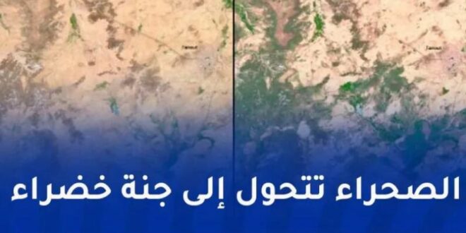 أمطار إعصار مداري تحوّل الصحراء الكبرى إلى خضرة: ظاهرة مناخية نادرة تعيد الحياة للمنطقة