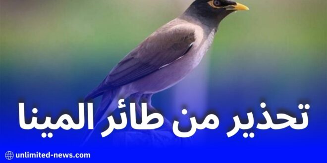 الجمعية الجزائرية لتوثيق الحياة البرية تحذر من خطر طائر المينا