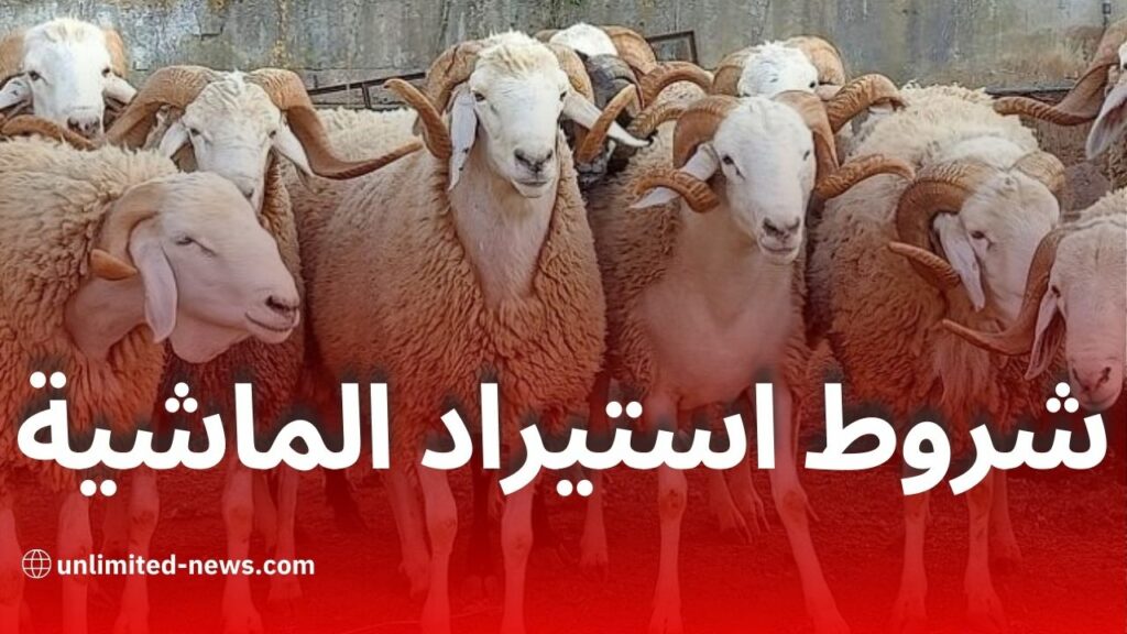 الجزائر تستعد لاستيراد مليون رأس من الماشية لعيد الأضحى – الأسعار والشروط