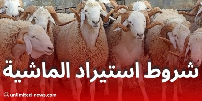الجزائر تستعد لاستيراد مليون رأس من الماشية لعيد الأضحى – الأسعار والشروط