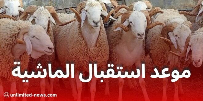 الجزائر تستعد لاستقبال مليون رأس من الأضاحي قبل عيد الأضحى 2025