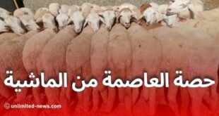 استيراد مليون رأس ماشية في الجزائر: حصة العاصمة ونقاط البيع المعتمدة