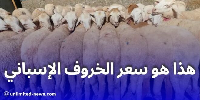 أسعار رؤوس الماشية في أوروبا تصل إلى 300 أورو واستيراد مليون رأس تحسبًا لعيد الأضحى