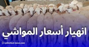 تراجع حاد في أسعار المواشي بالجلفة بعد قرار استيراد مليون رأس