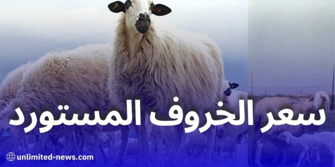 هذا هو السعر المتوقع للخروف المستورد من إسبانيا