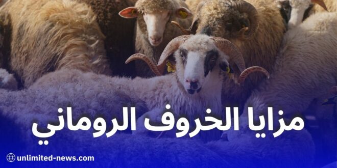 تعرف على أبرز مميزات الخروف الروماني المستورد إلى الجزائر لعيد الأضحى