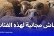 توزيع الكباش المستوردة مجانًا لبعض الفئات في الجزائر بمناسبة عيد الأضحى 2025