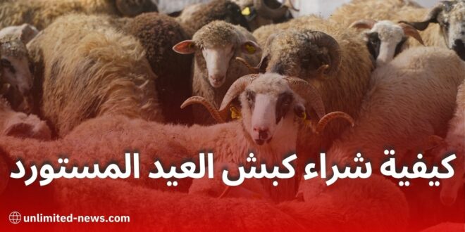 كبش العيد بـ4 ملايين: طريقة التسجيل والاستلام في الجزائر