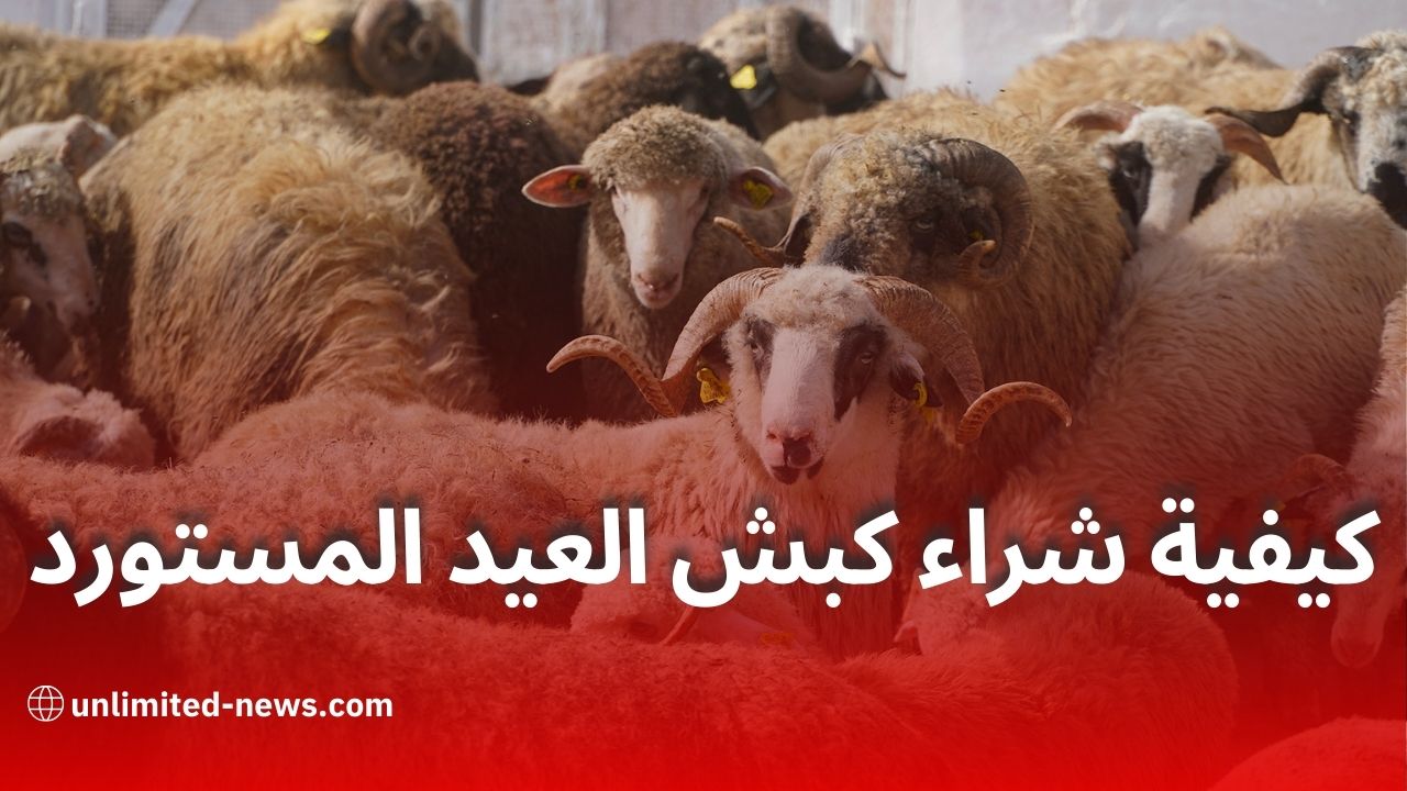 كبش العيد بـ4 ملايين: طريقة التسجيل والاستلام في الجزائر