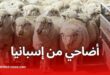بدء تصدير الأغنام الإسبانية إلى الجزائر في أفريل استعدادًا لعيد الأضحى 2025