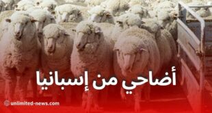 بدء تصدير الأغنام الإسبانية إلى الجزائر في أفريل استعدادًا لعيد الأضحى 2025