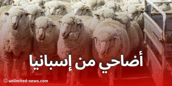 بدء تصدير الأغنام الإسبانية إلى الجزائر في أفريل استعدادًا لعيد الأضحى 2025