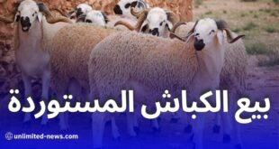 الحكومة تعتمد سعرا موحدا لبيع الكباش المستوردة بمناسبة عيد الأضحى 2025