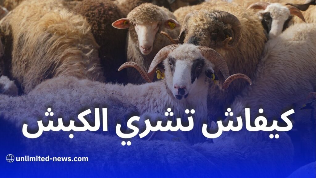 كيف تشتري كبش العيد المستورد في ولايتك؟ خطوات مفصلة وتسليم فوري!