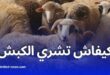 كيف تشتري كبش العيد المستورد في ولايتك؟ خطوات مفصلة وتسليم فوري!