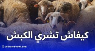 كيف تشتري كبش العيد المستورد في ولايتك؟ خطوات مفصلة وتسليم فوري!