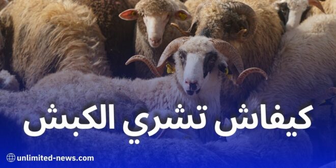 كيف تشتري كبش العيد المستورد في ولايتك؟ خطوات مفصلة وتسليم فوري!