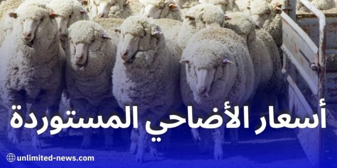 استيراد مليون رأس غنم من رومانيا: توزيع على كل ولايات الجزائر بأسعار في متناول الجميع