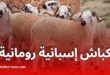 استيراد مليون رأس غنم من إسبانيا ورومانيا تحسبًا لعيد الأضحى 2025 في الجزائر