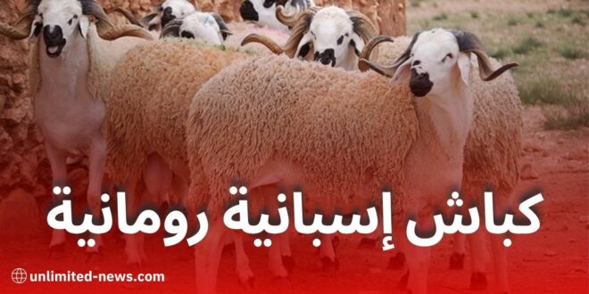 استيراد مليون رأس غنم من إسبانيا ورومانيا تحسبًا لعيد الأضحى 2025 في الجزائر
