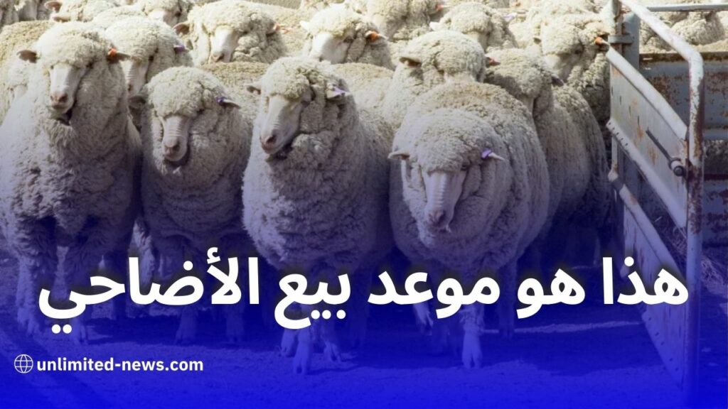 تحديد موعد بيع الأضاحي المستوردة لعيد الأضحى في الجزائر بسعر 40 ألف دينار