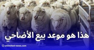 تحديد موعد بيع الأضاحي المستوردة لعيد الأضحى في الجزائر بسعر 40 ألف دينار