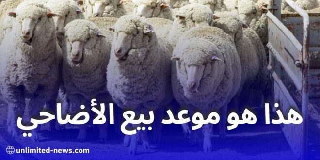 تحديد موعد بيع الأضاحي المستوردة لعيد الأضحى في الجزائر بسعر 40 ألف دينار