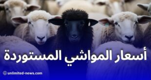 أضاحي العيد المستوردة بين 40 و60 ألف دينار
