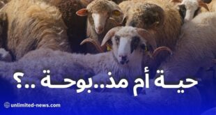 الأضاحي المستوردة لعيد الأضحى 2025: هل تُباع حية أم مذبوحة؟ مصدر رسمي يكشف الحقيقة