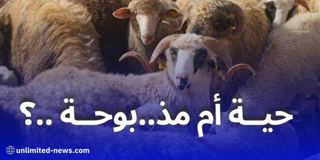 الأضاحي المستوردة لعيد الأضحى 2025: هل تُباع حية أم مذبوحة؟ مصدر رسمي يكشف الحقيقة