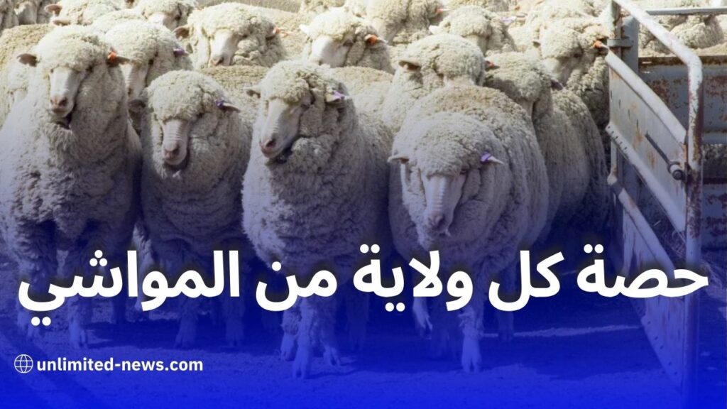 وزير الفلاحة: بيع الأغنام المستوردة لعيد الأضحى سيتم عبر أسواق جوارية منظمة