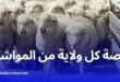 وزير الفلاحة: بيع الأغنام المستوردة لعيد الأضحى سيتم عبر أسواق جوارية منظمة
