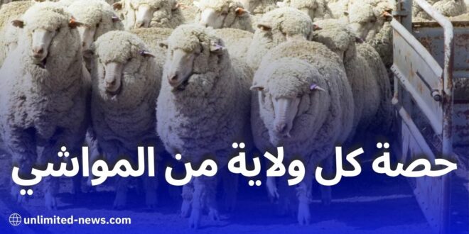 وزير الفلاحة: بيع الأغنام المستوردة لعيد الأضحى سيتم عبر أسواق جوارية منظمة